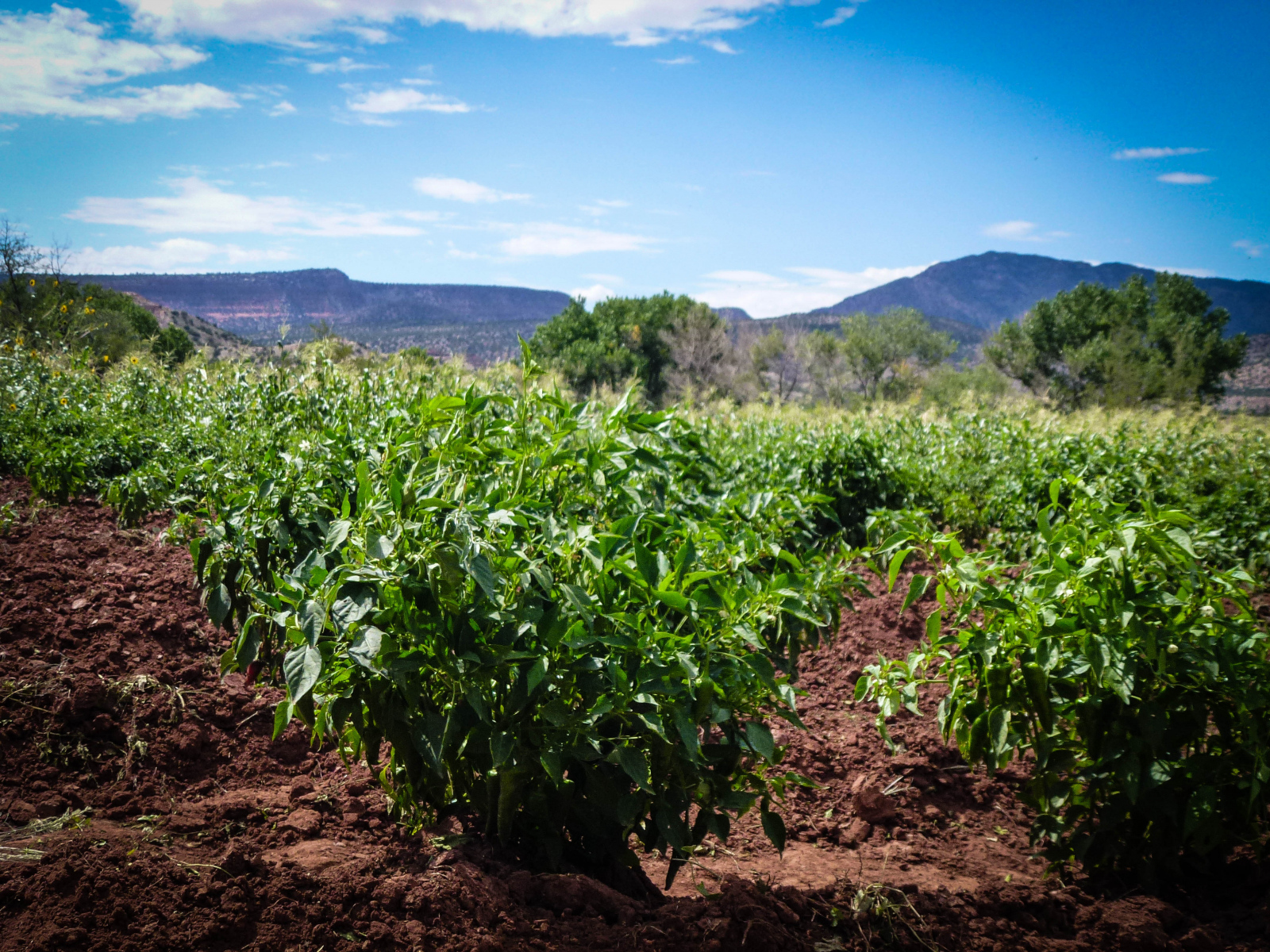 About Jemez Pueblo Pueblo of Jemez